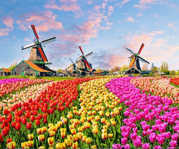 عروض هولندا